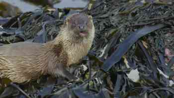 La historia de una familia Draatsi