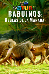 Babuinos: Reglas de la manada