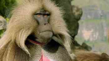 Babuinos: Reglas de la manada