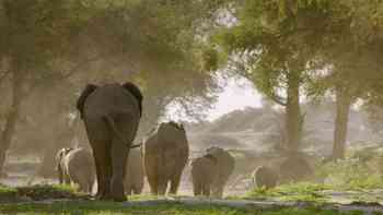 La aventura de los elefantes