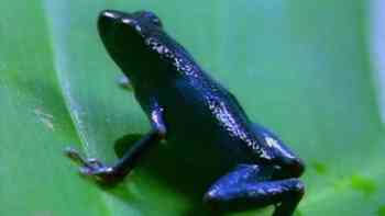 El paraíso de los depredadores