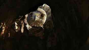 Cuando las presas atacan