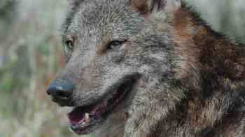 La lucha por la vida