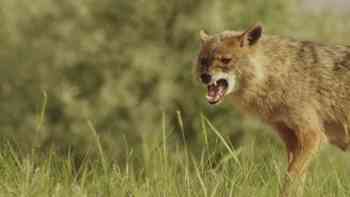 La lucha por el alimento
