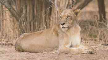 La sabana más seca del león