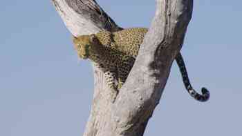 Leopardo calor y arena