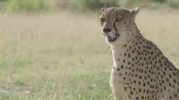 Las llanuras ardientes del guepardo