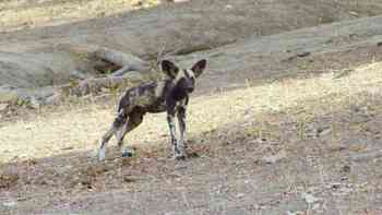 Perro salvaje, territorio inhóspito