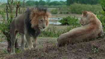 Condiciones para enamorarse