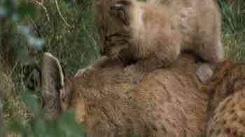 Los chicos nuevos del vecindario