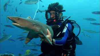 En busca de tiburones