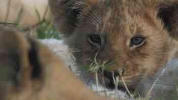 La ley del más fuerte