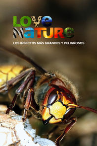 Los insectos más grandes y peligrosos del mundo | ViX