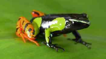 Raros, salvajes y maravillosos