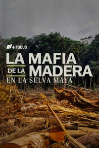 La mafia de la madera en la Selva Maya