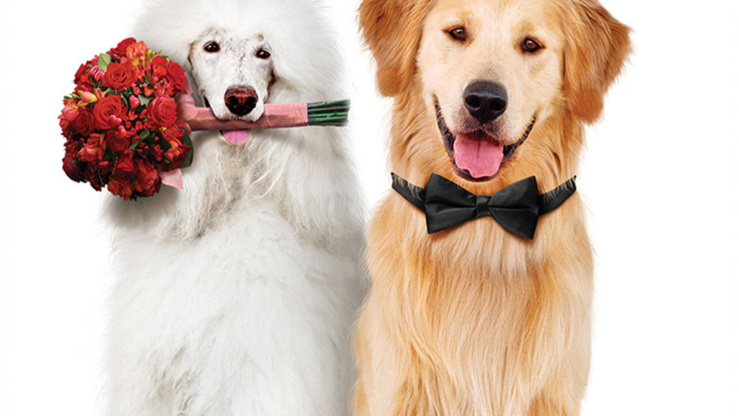 A Christmas Wedding Tail | ViX