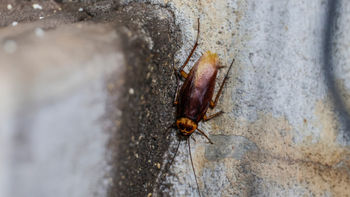 Se quejaba de un fuerte dolor de oído y le encontraron una cucaracha viva