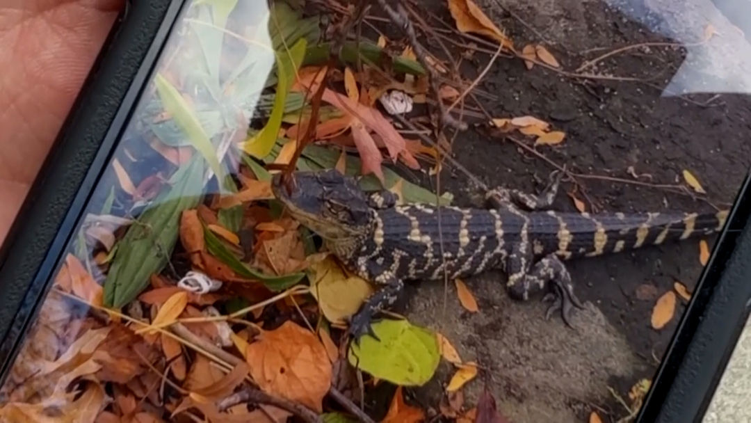 Graban a un caimán en un río de Boston: investigan el inusual avistamiento | ViX