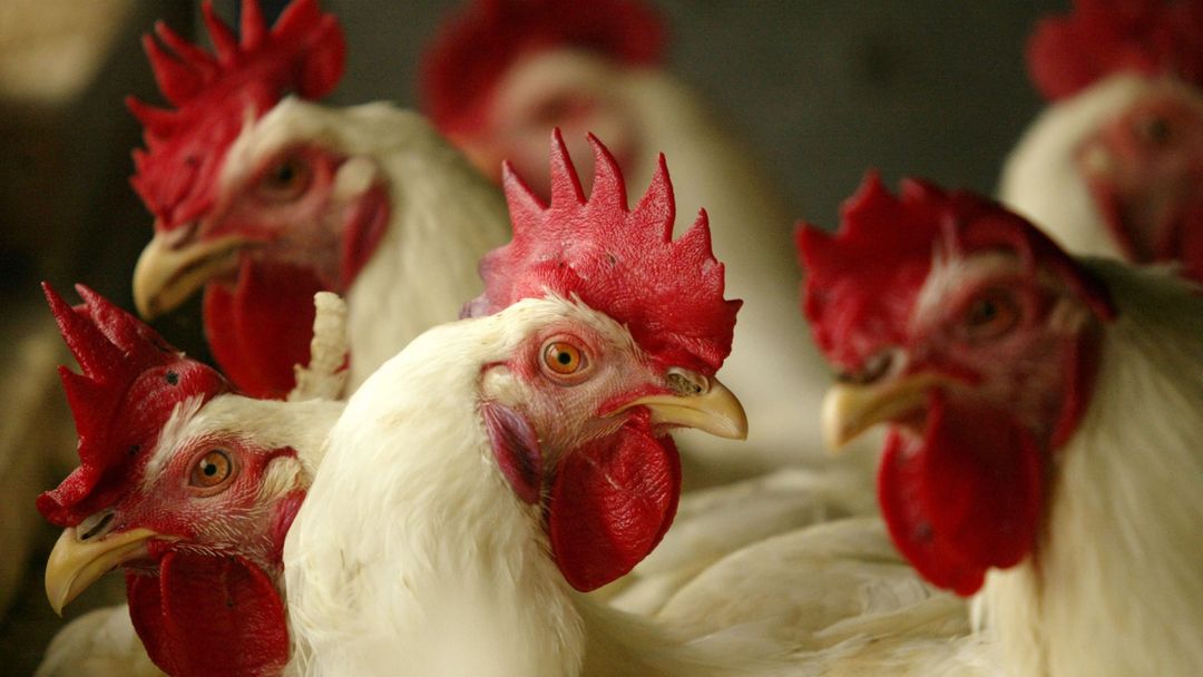 Confirman primer caso de gripe aviar con la cepa H5N5 en EEUU: nunca se había detectado en humanos | ViX