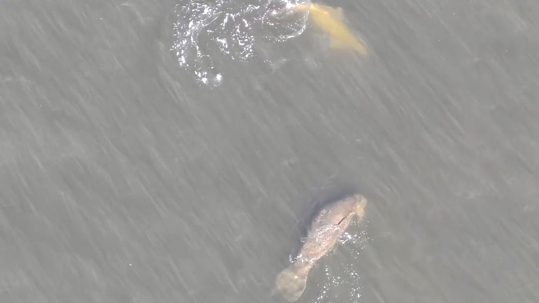 El sorpresivo encuentro entre un delfín y manatíes captado por un dron de la policía | ViX