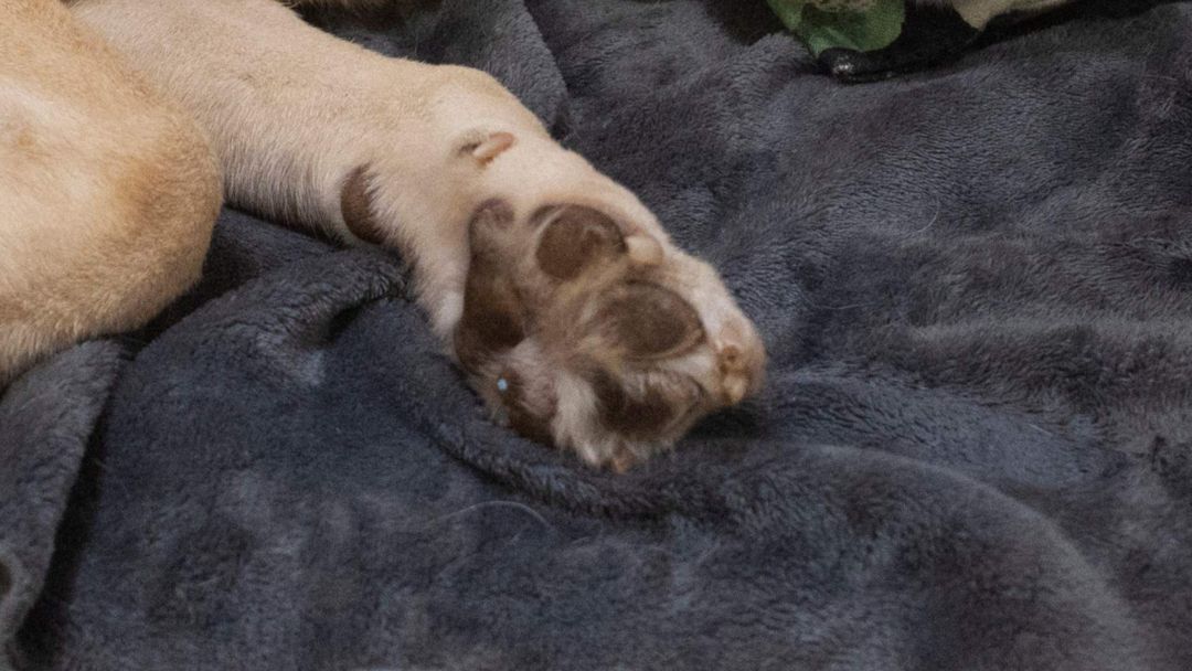 Un hombre golpea sin piedad a un perro que se acercó a pedir comida: el brutal ataque quedó en video | ViX