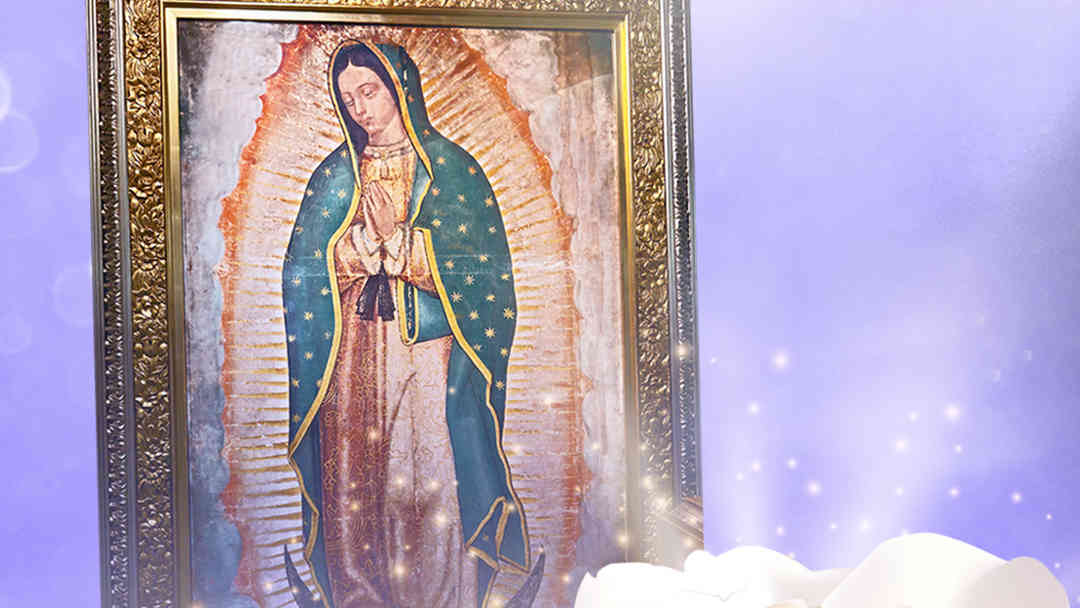La Rosa de Guadalupe | ViX