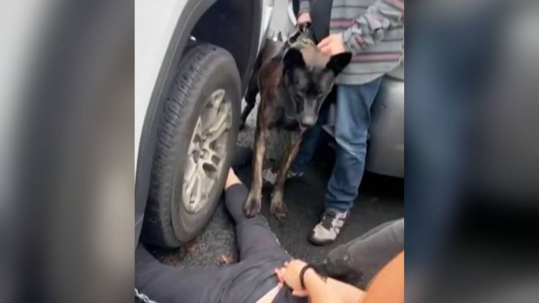 Inmigrante es atacado por perro de una agencia federal mientras era detenido frente a su familia | ViX