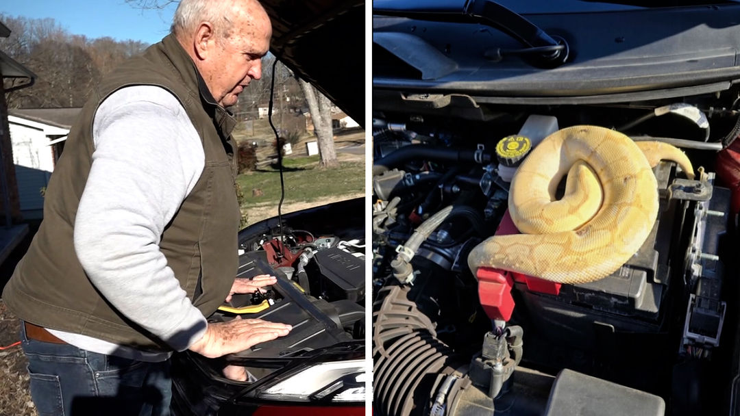 Notó un olor raro en su auto: resultó ser una pitón dentro del capó | ViX