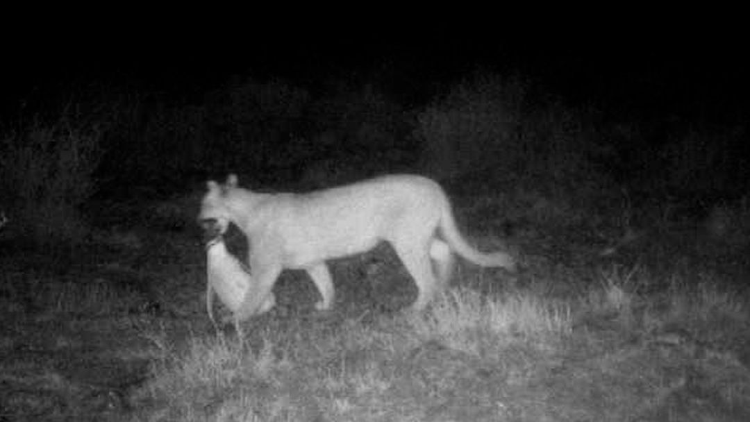 Los pumas en la Patagonia han hecho de los pingüinos de Magallanes su presa perfecta | ViX