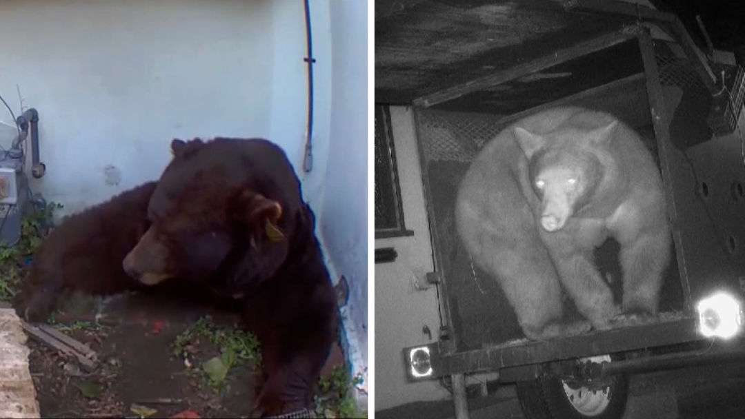 Un oso entró a su casa y no ha podido sacarlo. Las autoridades pusieron una trampa pero agarraron a otro | ViX