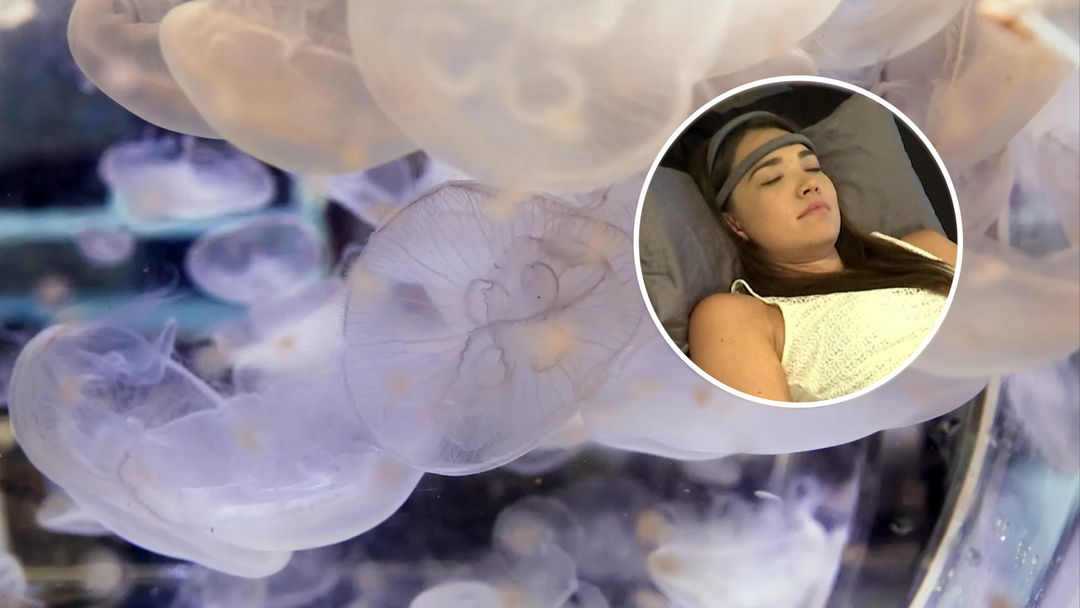 ¿Qué tienen en común las medusas y los humanos? A pesar de no tener cerebro, dormirían como nosotros | ViX