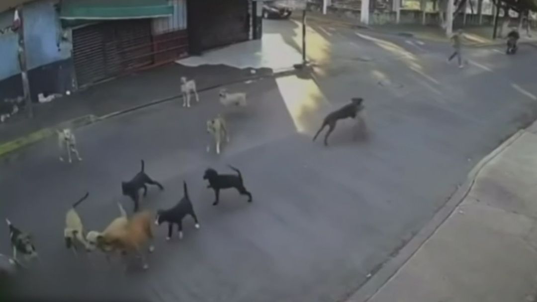 Una mujer de 79 años fue atacada por 15 perros y requirió 69 suturas tras el incidente en Morelos | ViX