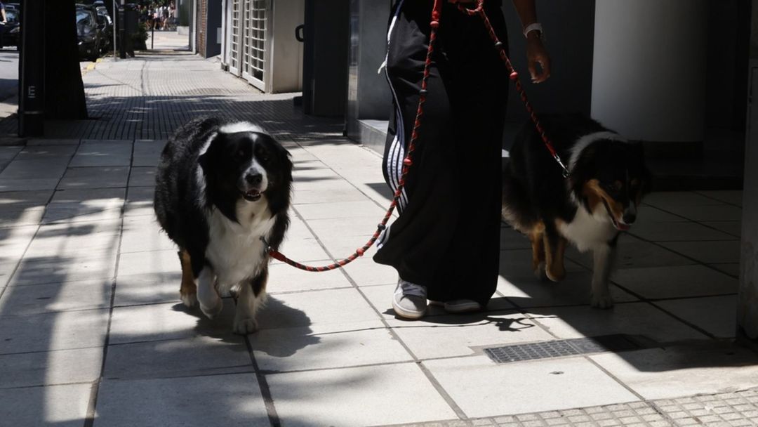 Demencia canina puede afectar a más del 60% de los perros mayores | ViX