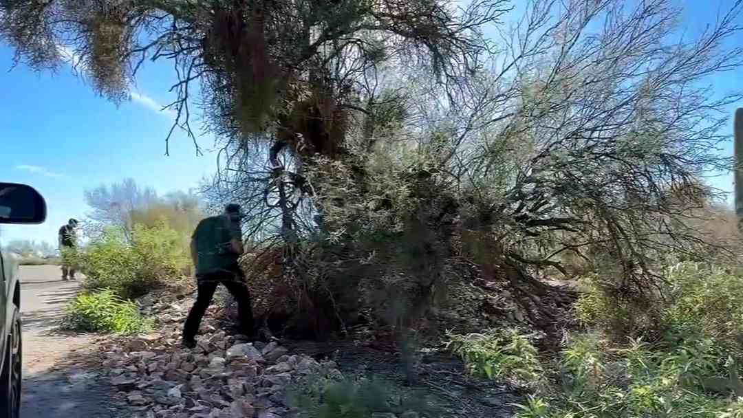 Caso Nancy Guthrie: FBI busca pistas en carreteras de Tucson por desaparición de madre de Savannah Guthrie | ViX