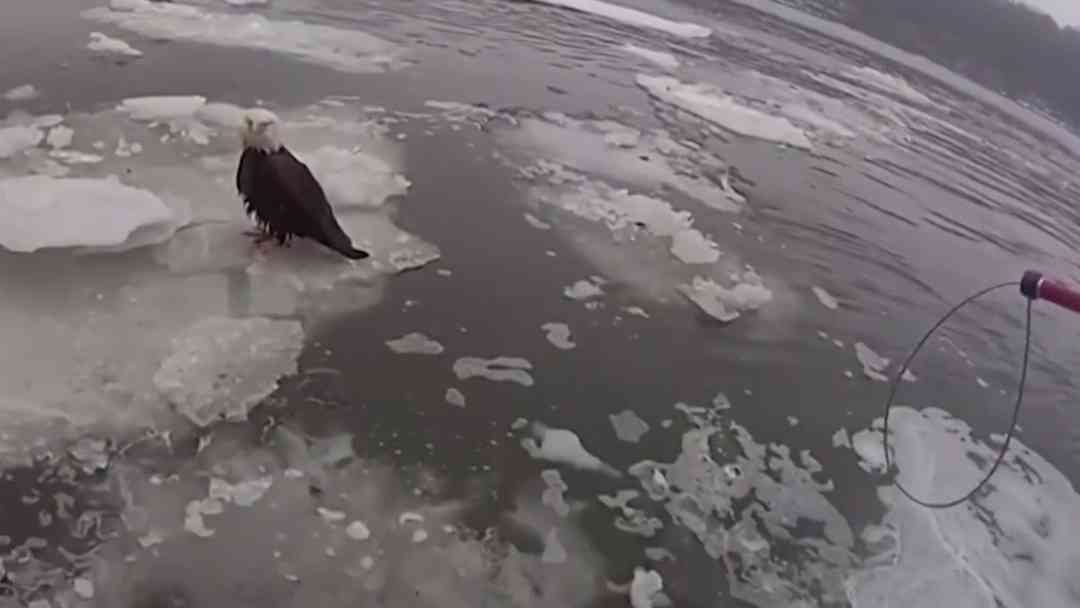 Rescatan águila calva herida en témpano del río Hudson | ViX