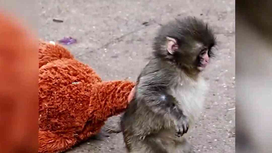 Amor de Punch: El bebé mono abandonado que encontró refugio en una mamá de peluche | ViX