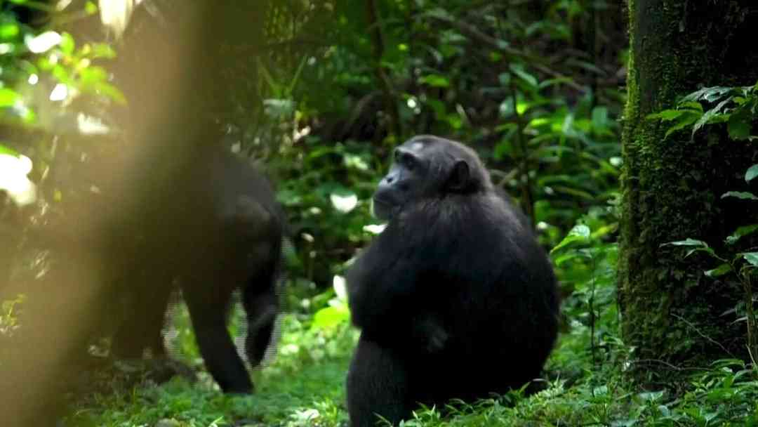 ¿Happy hour en la selva? Chimpancés ebrios: estudio revela que primates consumen alcohol de frutas | ViX