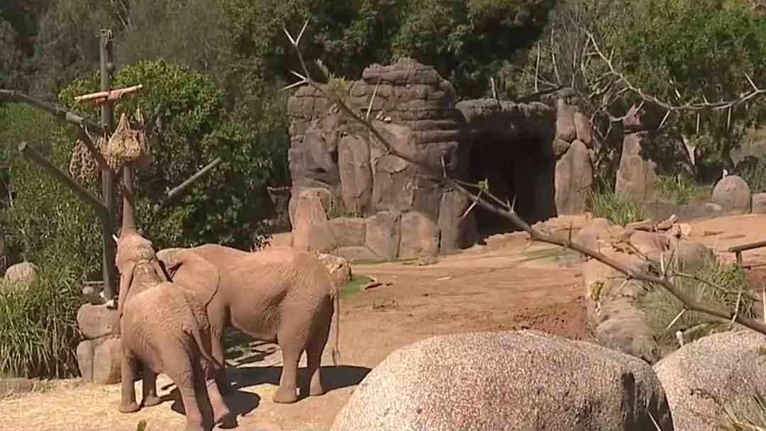 Camina junto a gigantes en Elephant Valley: la nueva e inmersiva aventura del Safari Park | ViX