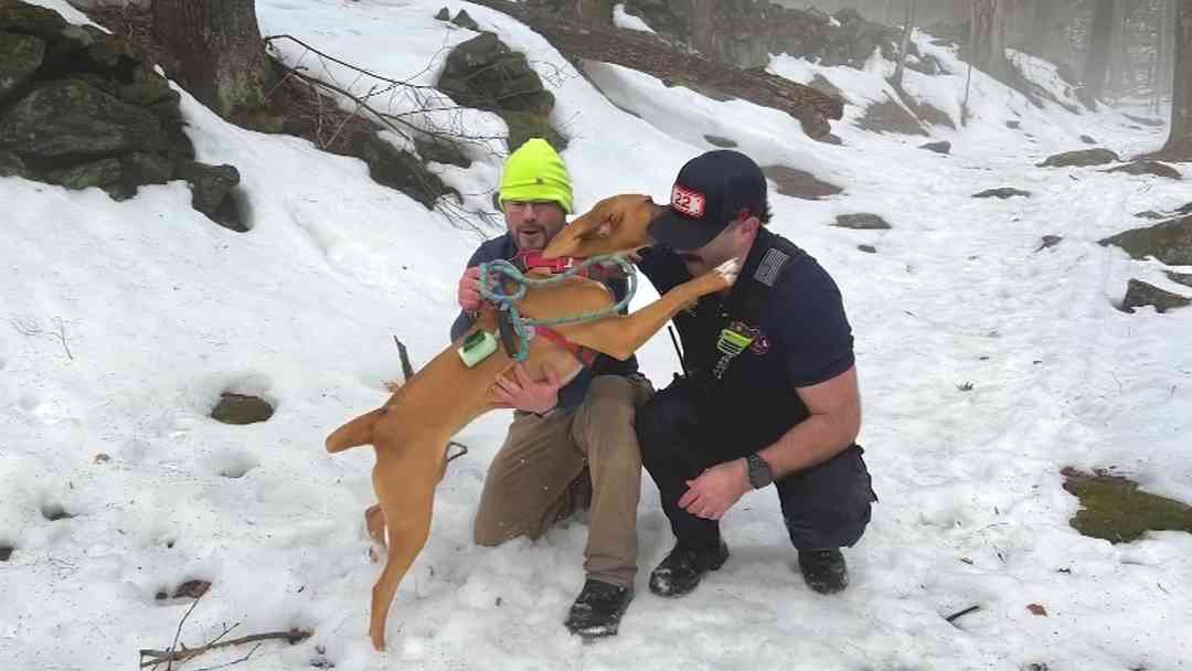 Perro sobrevive a caída y protagoniza emotivo reencuentro con su dueño en Nueva York | ViX