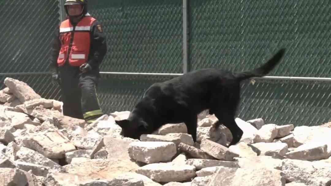 Así fue la labor de Togo, el perro bombero que encontró a los fallecidos en un derrumbe de México | ViX