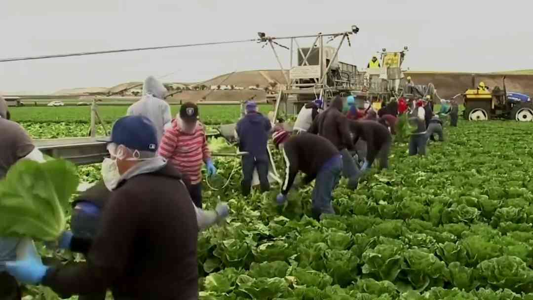 Escasez agrícola impulsa cambios al programa de visas H-2A en Estados Unidos | ViX