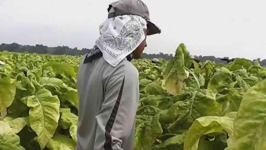 ¿Cuáles son los requisitos de la Visa H-2A para contratar trabajadores extranjeros para el campo? | ViX