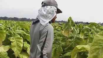 ¿Cuáles son los requisitos de la Visa H-2A para contratar trabajadores extranjeros para el campo?