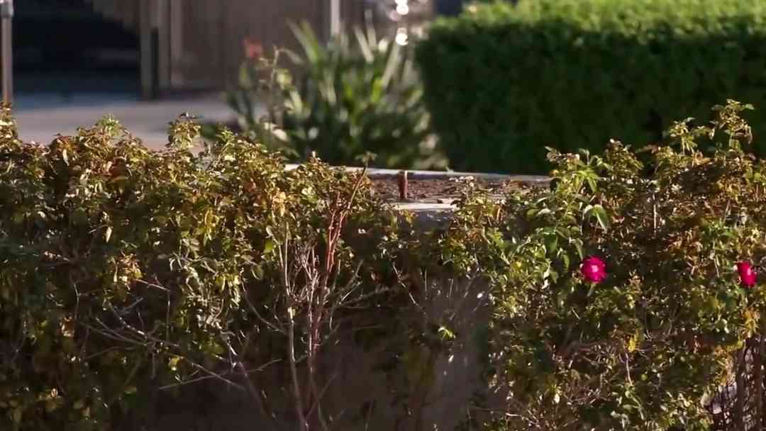 Video: Así quedó uno de los parques donde había una estatua de César Chávez tras acusaciones de abuso sexual | ViX