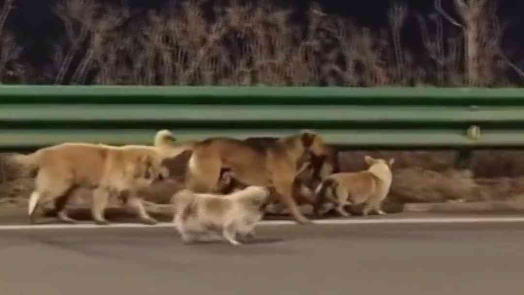 De película: Perros robados por comercio ilegal de carne logran escapar y vuelven a su hogar liderados por un Corgi | ViX