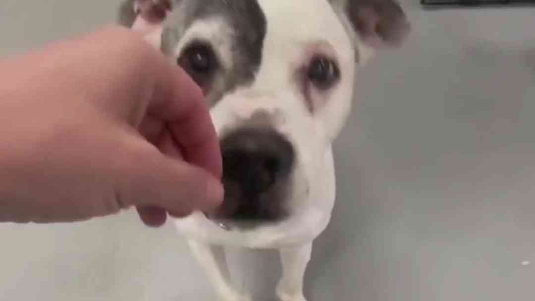VIDEO: Perrito se reencuentra con su familia humana más de una década después de ser robado | ViX