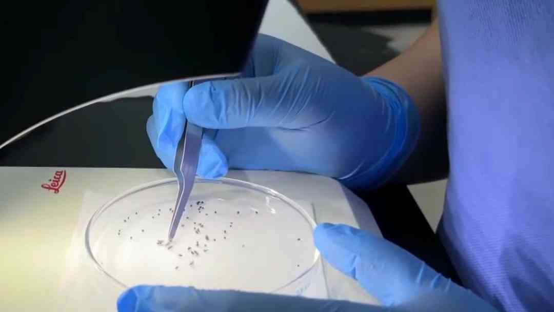 Alertan por plaga de moscas 'come ojos': ¿Dónde se encuentran y cómo identificar su picadura? | ViX