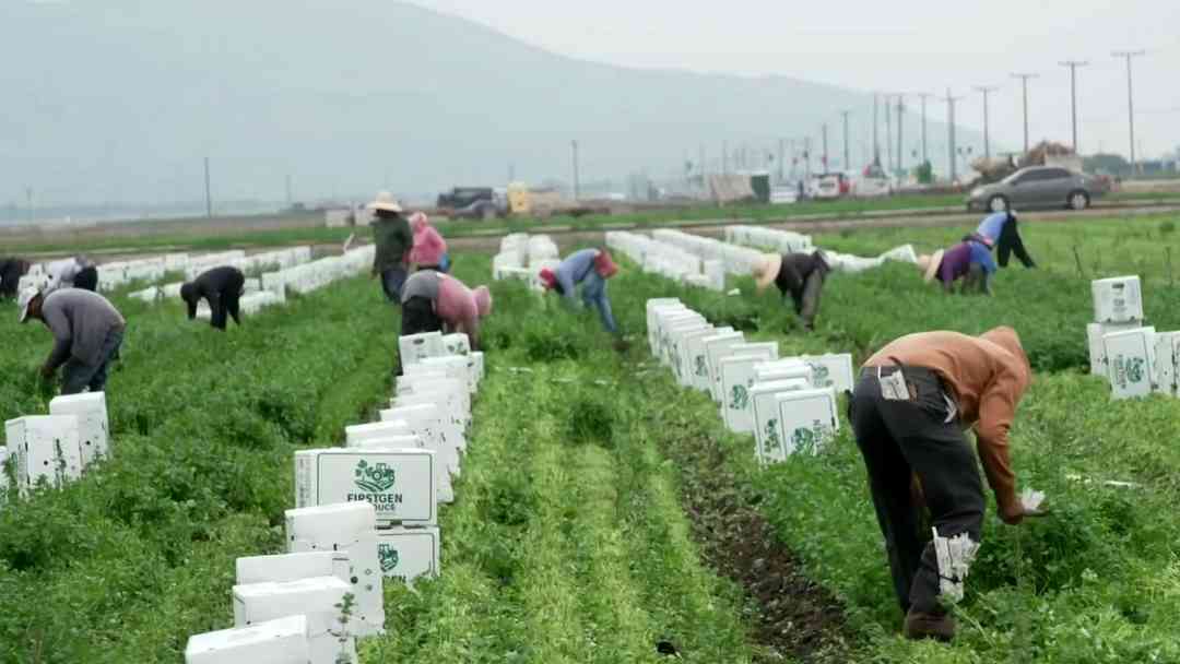¿Cómo se vive el Día del Trabajador Agrícola en California luego de cambios por acusaciones contra César Chávez? | ViX