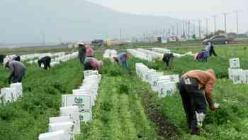 ¿Cómo se vive el Día del Trabajador Agrícola en California luego de cambios por acusaciones contra César Chávez?