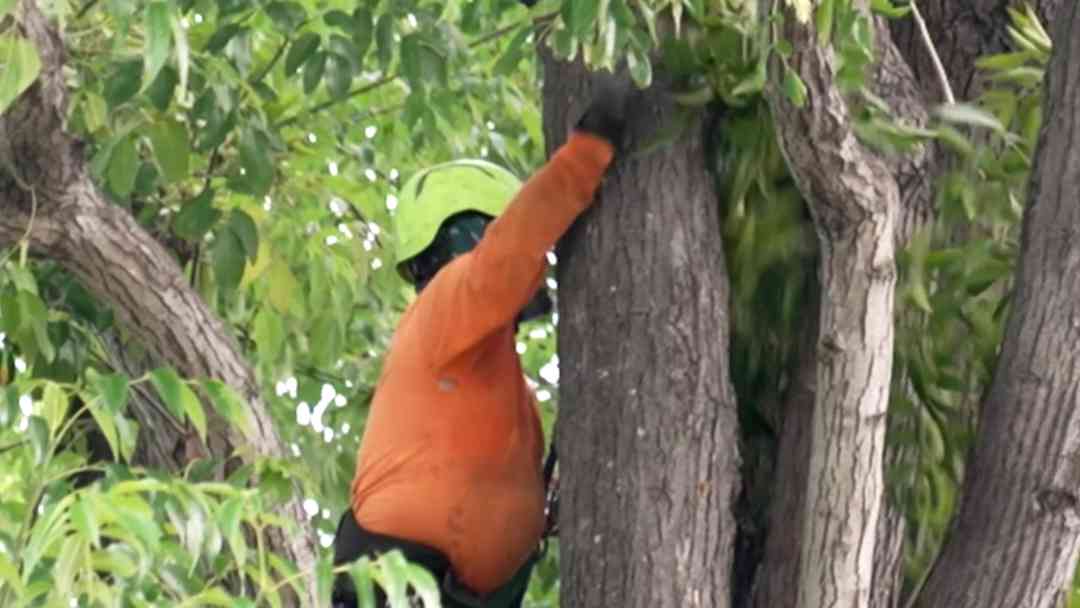“Nosotros por ser hispanos ganábamos menos”: Trabajadores reaccionan a brecha salarial en California | ViX